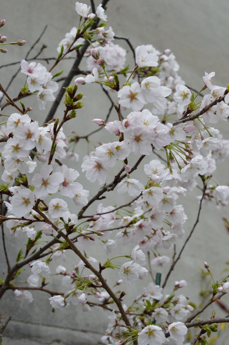 える 我が家の桜の鉢植えは9分咲き 晴れの日が先か散るのが先か 染井吉野桜 ソメイヨシノ せめてtlに花を咲かそう