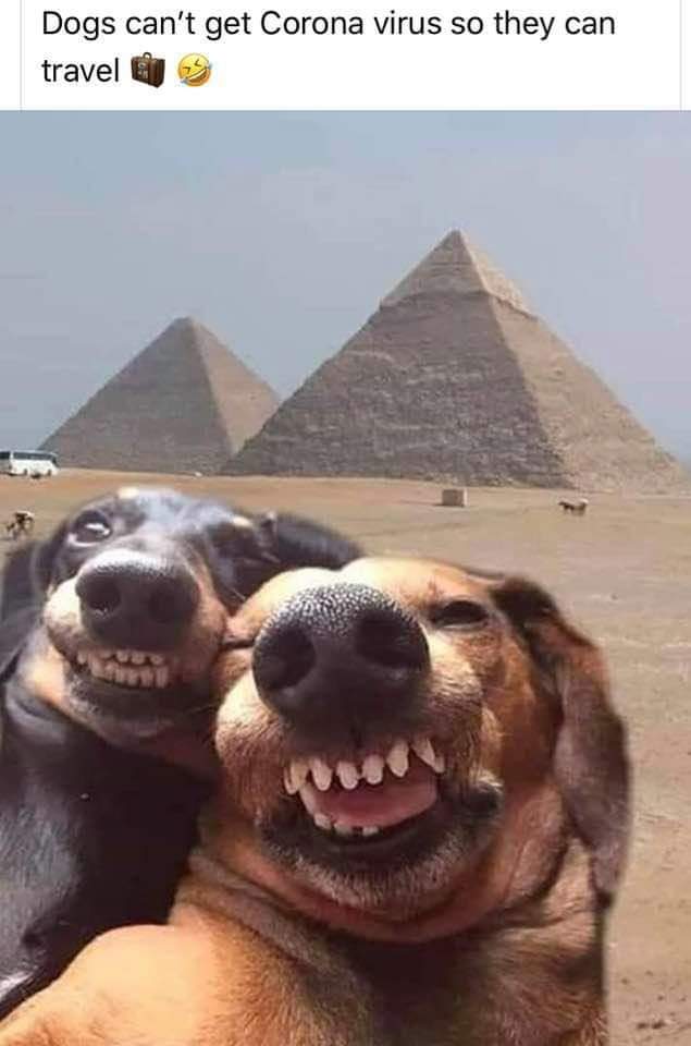 #QuarantineMoneyMakingIdeas
Sell pics of my dogs on vacation