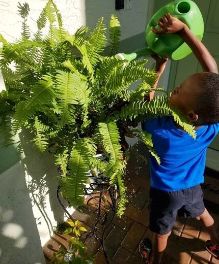 CampbellDriveK8's tweet photo. @CampbellDriveK8 Kindergarteners are taking care of their gardens at home today after reading The Giving Tree with their teacher! @MDCPS @MDCPSSouth #CDK8Inspires #MDCPSLearns https://t.co/j4piRZkhOl