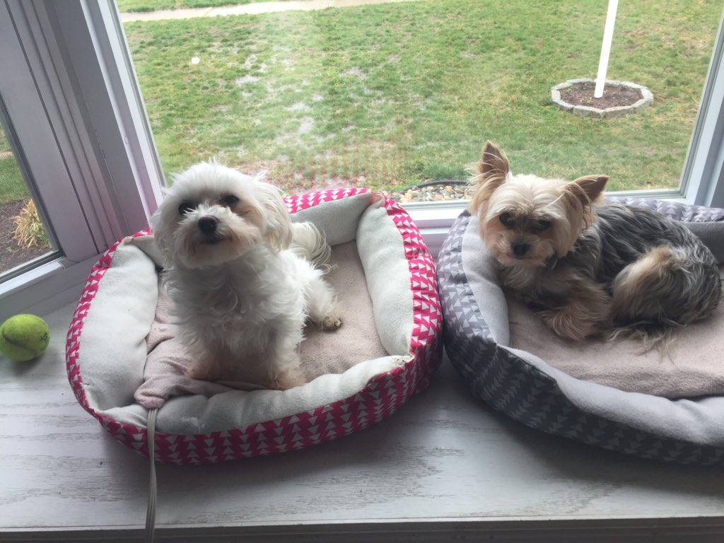 SharonLeight's tweet photo. @OBPreschool Molly and Casey relaxing in the window with their heating pads keeping them warm! https://t.co/vXFIBxobfi