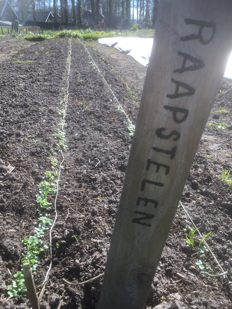 HofvanHackfort's tweet photo. Ondanks de koude nachten kiemen de vroege voorjaars groenten goed, mooi om te zien #voorjaar @Natuurmonument https://t.co/yRSyLkn5zB