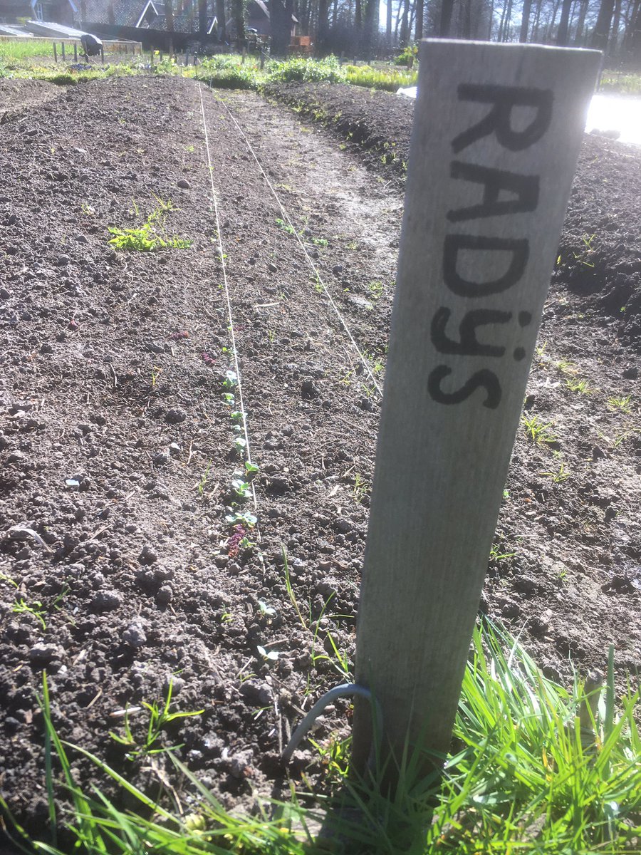 Ondanks de koude nachten kiemen de vroege voorjaars groenten goed, mooi om te zien #voorjaar @Natuurmonument