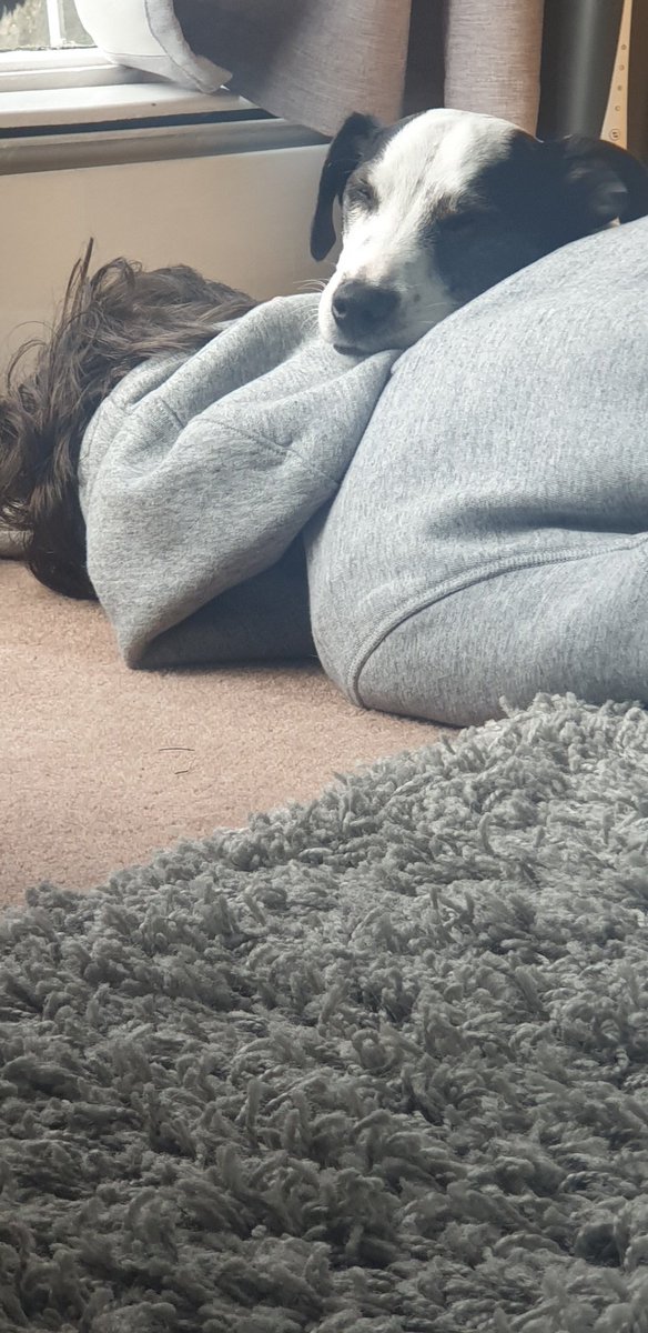 MaxPeakHeating's tweet photo. @Elliott00317502 my new favourite pillow for afternoon siestas 🐶

#dogsofquarantine #dogsoftwitter https://t.co/PcsQ8RdsOI
