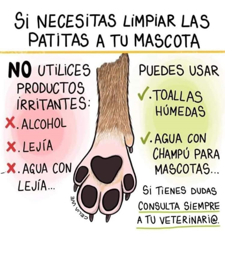 cuyavia's tweet photo. Veo en #Facebook lo mismo, por favor, ni #alcohol , ni #lejia ni agua ni gel #hidroalcohóhttps://t.co/2WE6SWNqhZ puede usar una toallita especial o con agua y #champú para mascotas. Y consulta al veterinario.contra el #COVID de forma adecuada. #Mascotas sanas y desinfectadas! https://t.co/K28TOP193R