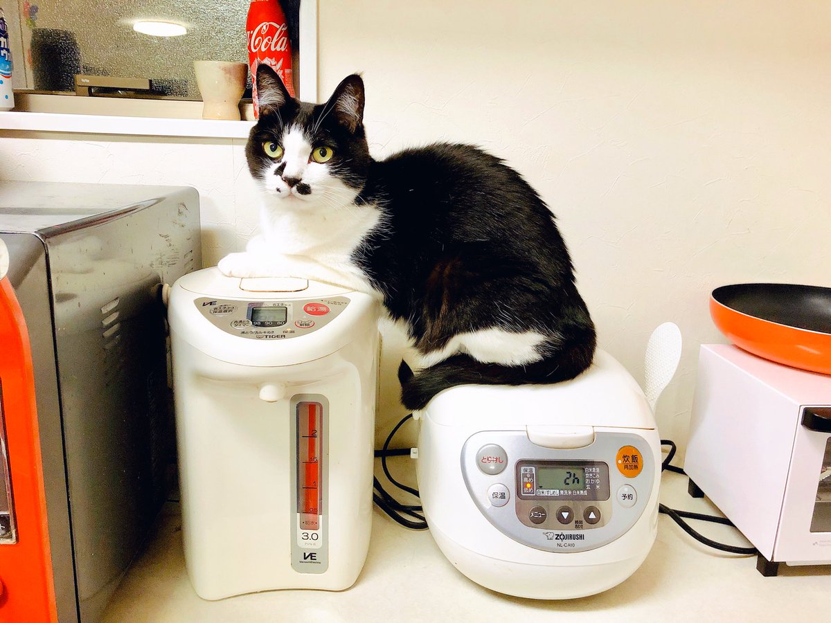 猫野四季 ポットと炊飯器を司る神さま 1柱 ねこ ネコ 猫 温まってます T Co At4zphsxzk Twitter 猫野四季 ポットと炊飯器を司る神さま 1柱 ねこ ネコ 猫 温まってます T Co At4zphsxzk Twitter