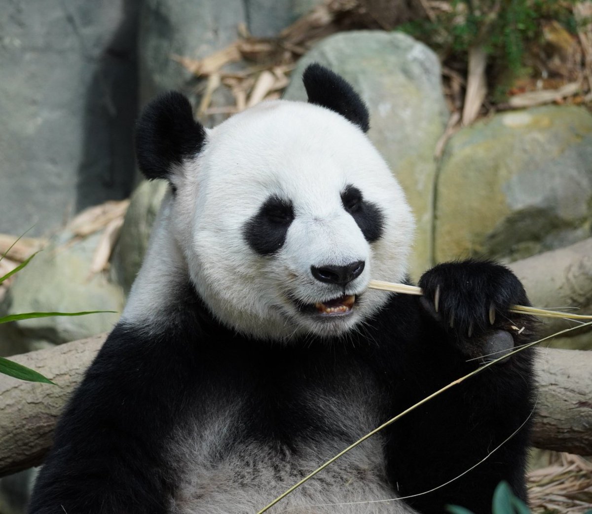 ともちゃん お気に入りパンダコレクション 北京動物園のダハイくん シャンちゃんのいとこ シンガポール リバーサファリのジャジャ メス とオニオンヘッドのカイカイくん スペイン マドリード動物園のチュリーナちゃん