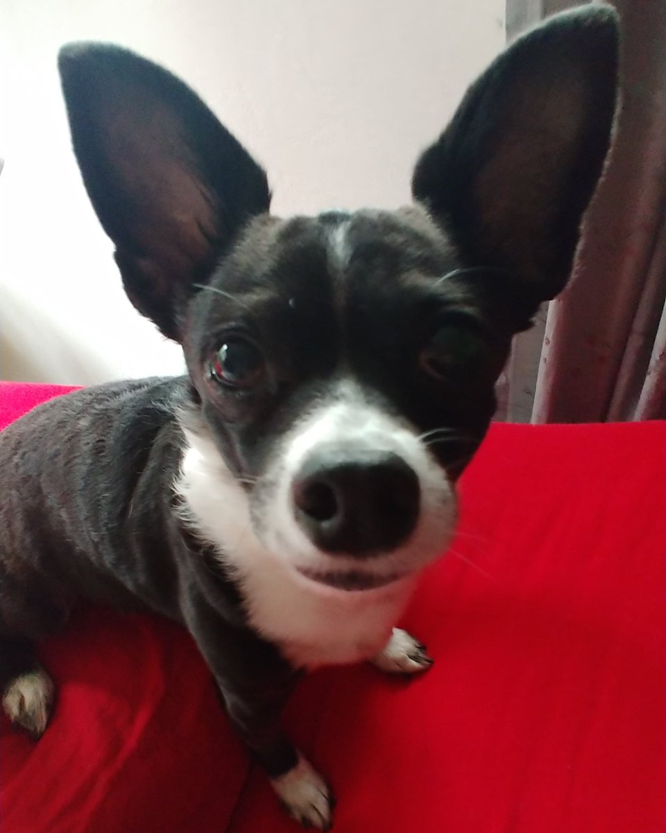 MartinaFPoole's tweet photo. @jmcgowanbks Monty, 8 pounds of PayAttentionToMe https://t.co/6TFbsNZLMe