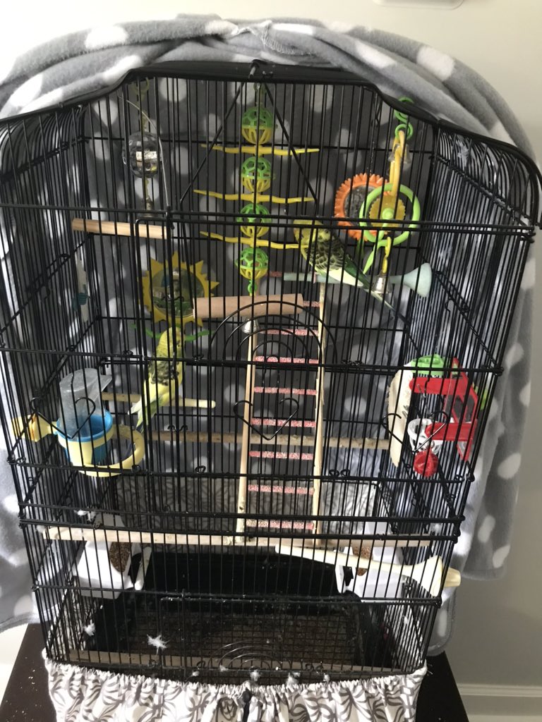 manda8407's tweet image. My office assistants are having a disagreement #WorkFromHome #WorkFromHomeLife #workfromhomefail #petparentproblems