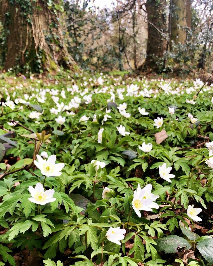 Spring is springing and the birds are singing...! Had a lovely sunny walk to the local nature reserve this afternoon with the dog. These days the things that are keeping me going are: ☀️ sunshine, 🌿🌸🐝🐦 nature, ✳️ fresh air, and 🏃‍♀️🐶daily exercise. 
… instagr.am/p/B-ZyVFolh8nd…