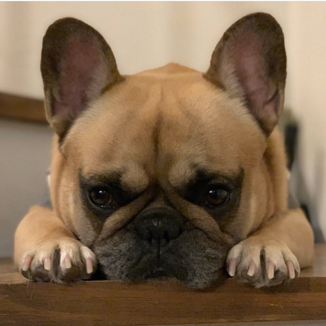 0309daifuku's tweet image. 今日は待ちに待った(@FreBullLife )さんと3COINSさんのコラボ企画の商品発売日🎊😍🎊

仕事帰りに慌てて買いに行ってきたよ😃🙌
大好きなお友達フォーンのコタツ君がモデルに選ばれてるの♬♬♬
でも今日発売日なのに人気で完売しちゃった物もあって凄いブヒ人気を確信し嬉しいやら悲しいやら💕🙏💕