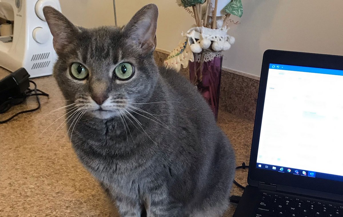 MarsPetcareUS's tweet photo. "I'm here to help." Meet Lily. Her mom, Laura, says Lily is always willing to help out when working from home. 😻💻 How's your #wfh going? #petsofmars #petsworkathome https://t.co/NkemSByyka