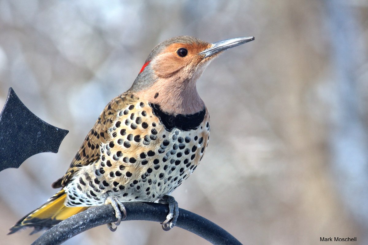 Today's #GeorgianBayBirdoftheDay is a bit of an anomaly among woodpeckers, in that it flies south for the winter and spends most of its time feeding on the ground. Look for the beautiful Northern Flicker to be returning to #GeorgianBay very soon.

More: allaboutbirds.org/guide/Northern…