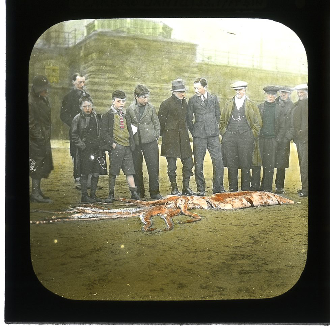 Charleshutchpr1's tweet image. SQUID&apos;S IN as Scarborough museums&apos; historic magic lantern slides prove online hit...and just what did happen to the North Bay Pier in 1905?
Pier-less coverage at charleshutchpress.co.uk
@SMTrust #GiantsquidinScarborough #Magiclanternslides