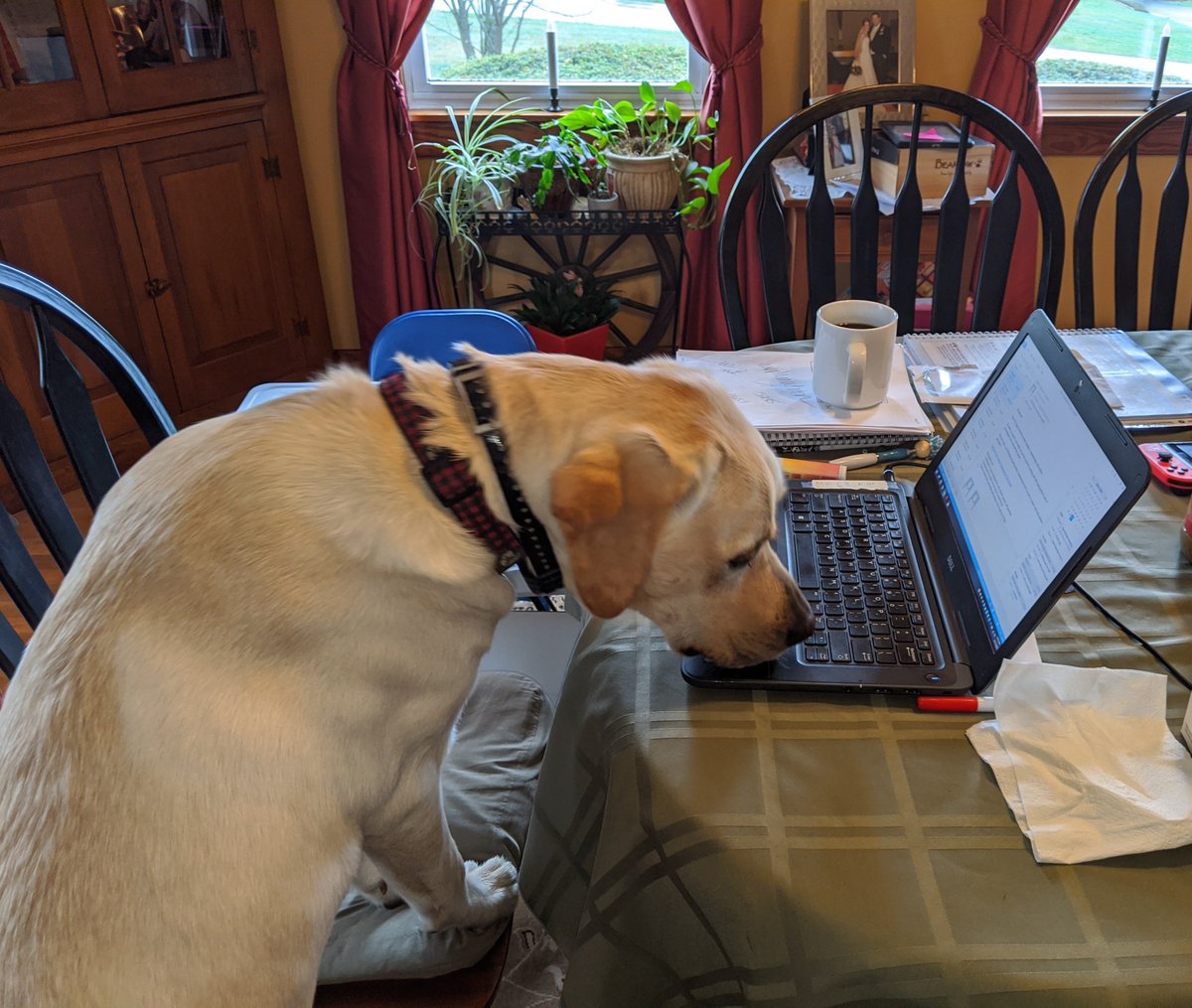 MadlingerFRSD's tweet photo. My assistant was very eager to get started today!   

#virtuallearning @RFIShuskies @FlemRarSchools #huskypride #labsrule https://t.co/4f5wgdjNIA