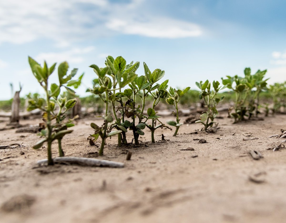 Know2Grow Alert - PPO Herbicide Injury to Soybeans
nordersupply.com/crop-protectio…
