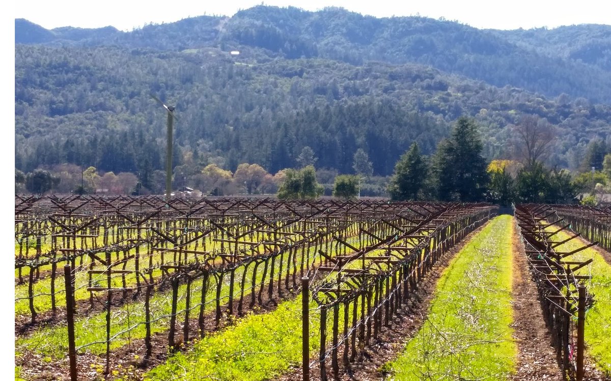 Stacy Slinkard tweet media