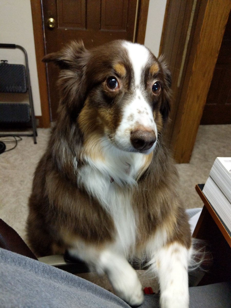 AussieDocthe's tweet photo. How cute am I? Just curious 😊😉 https://t.co/iEhcwCFp3K