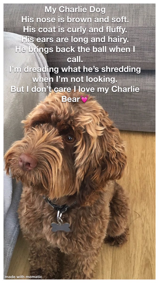 K4M_K4M's tweet photo. @HIAMissJethva creative task- 31/03/2020. My poem -My Charlie Dog. Hope you enjoy 😊 https://t.co/mjBvoYksa9
