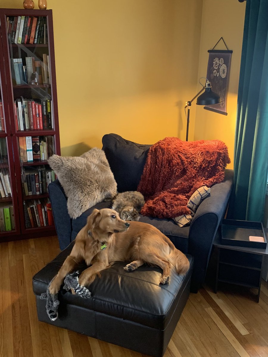 4leafbover's tweet photo. Clover just wants to chew Racoon but big brother kitty pokes her just because he can  
#dogs #dogsoftwitter #cats #CatsOnTwitter #goldenretriever #siblingrivalry https://t.co/cCQcI3DoqI