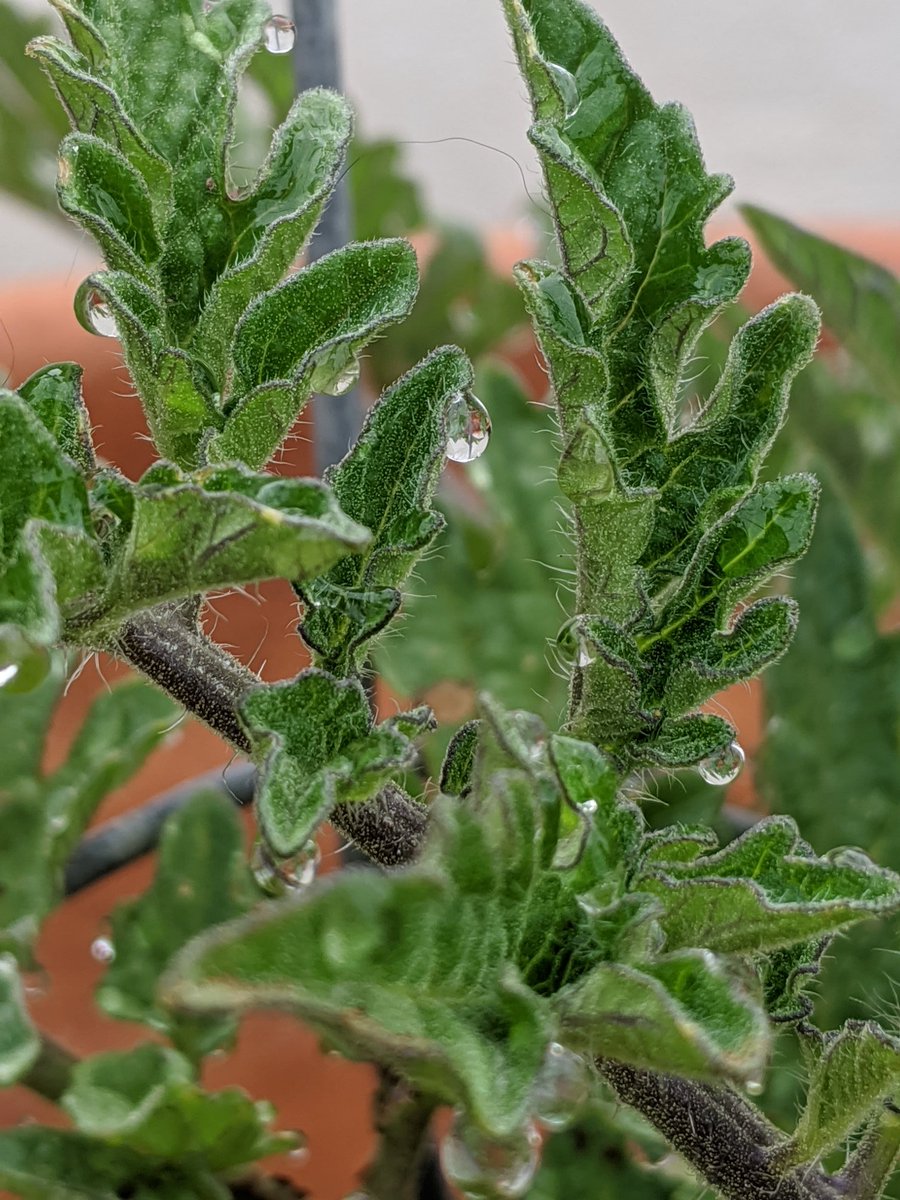 becky_nerd's tweet photo. Watering my garden this morning and took this pic of my tomato plant. What do u notice? Wonder? #QuarantineScience #NGSS @speaglescience @SanPasqualHS https://t.co/k0kF2vA9TT