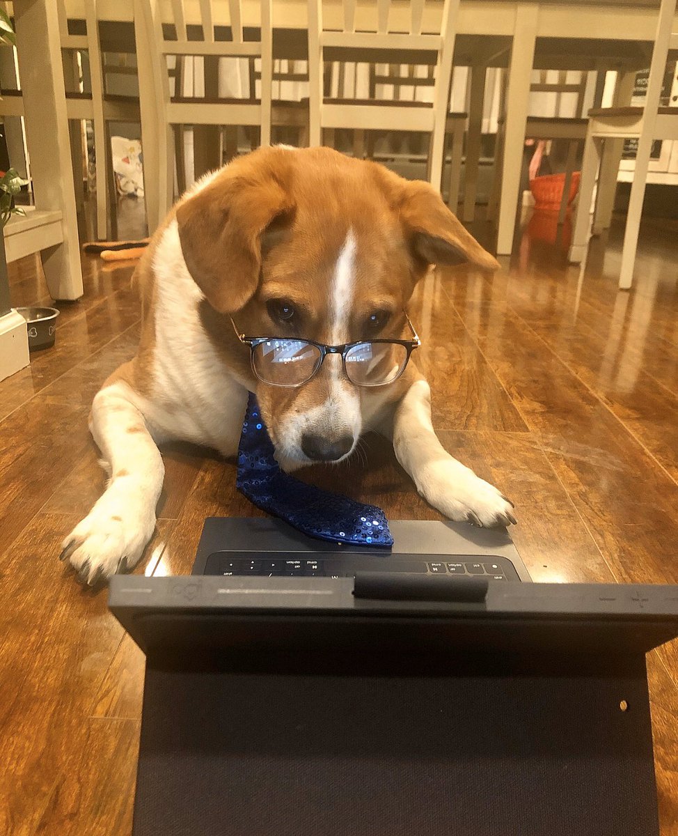 My dog also loves seeing all my students’ hard work 😂🤓📝📚