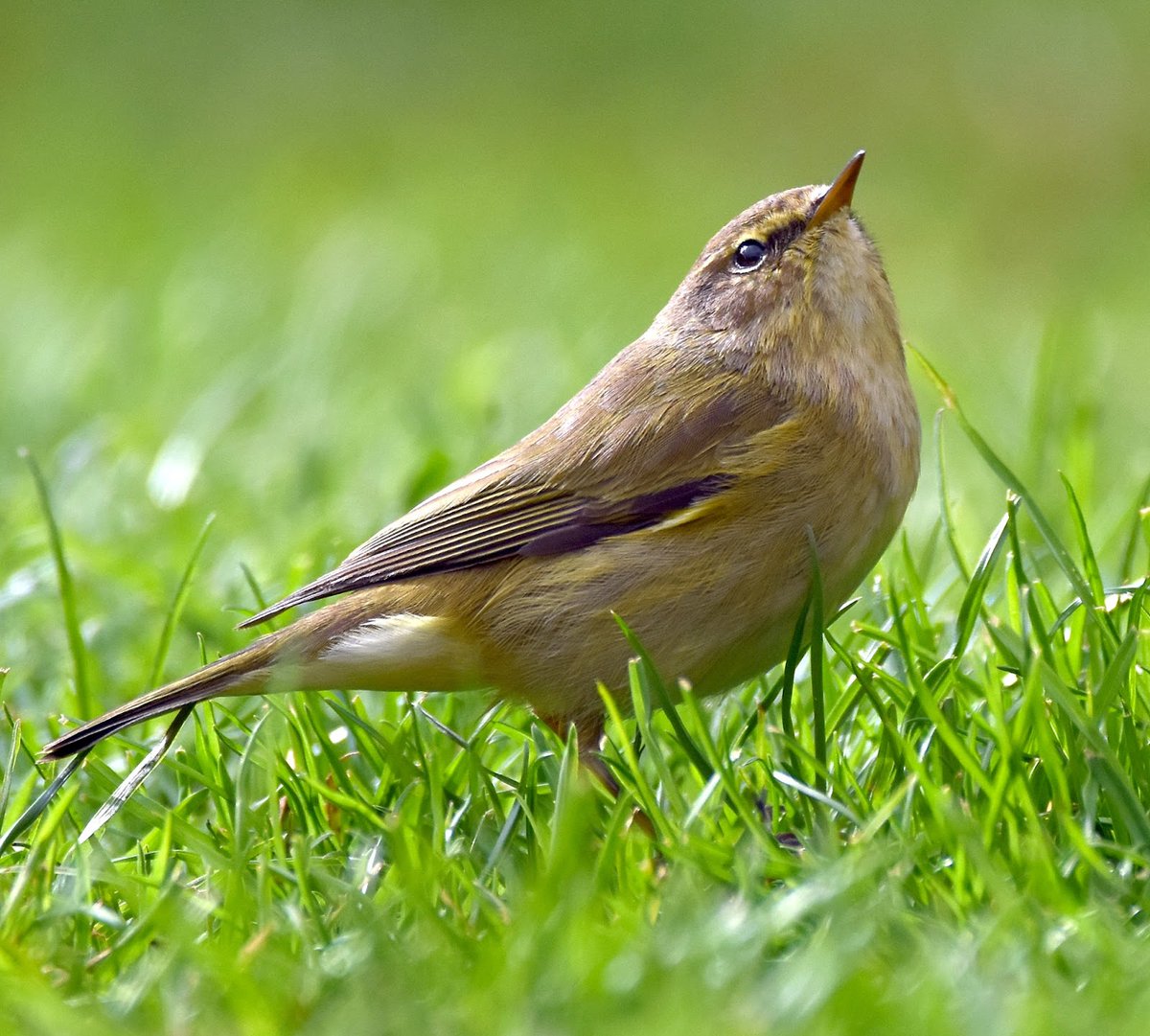 Chiffchaff Small greeny yellow warbler, known for the call that gives them their name. Very similar to Willow Warblers, Chiffchaffs have darker legs. They don't visit bird feeders. Unusual to see on the ground like here, normally in trees.  #SelfIsolationBirdWatch 