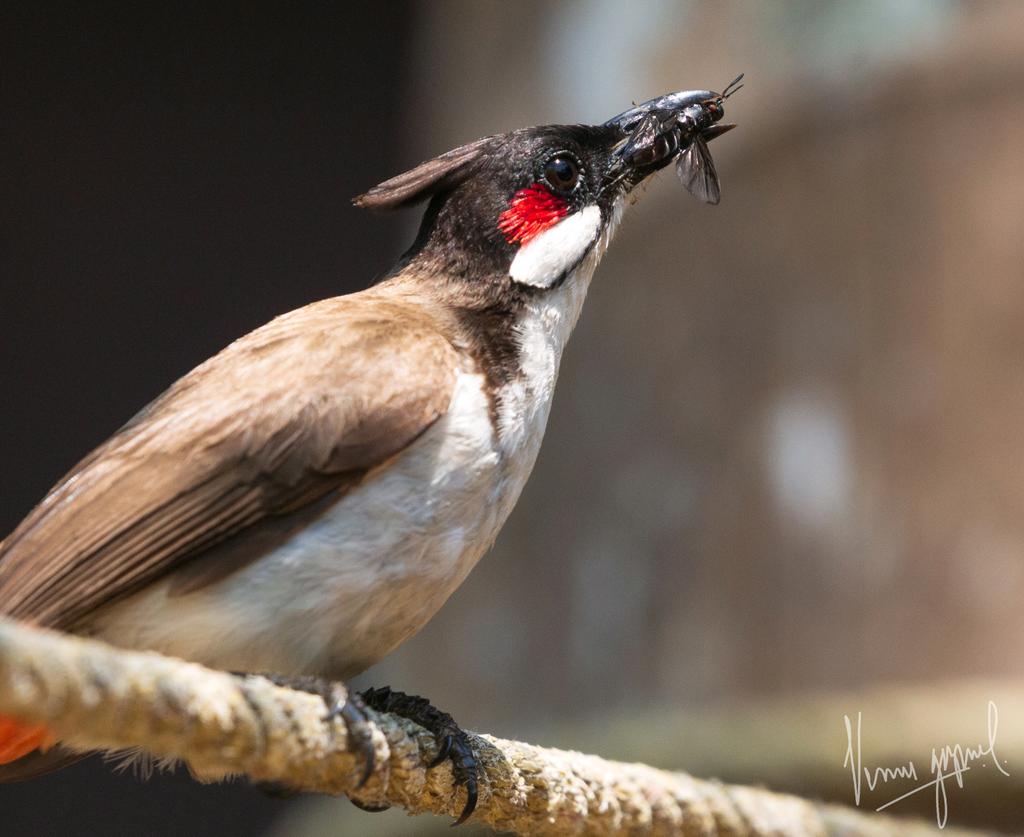 ID:- Red Whiskered Bulbul
#Bird
#wildlife
#Andaman #AndamanAviansclub
With catch #Lockdown Click