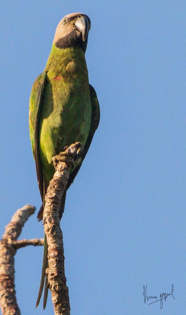 ID:- Long Tailed Parakeet
#Bird #wildlife #Lockdown Click
#Andaman #Andamanaviansclub