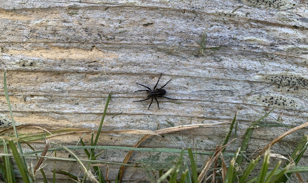 Day eight.Nursery Web SpiderWolf Spider #GardenWildlife  #LockdownWildlife  #WildlifePhotography