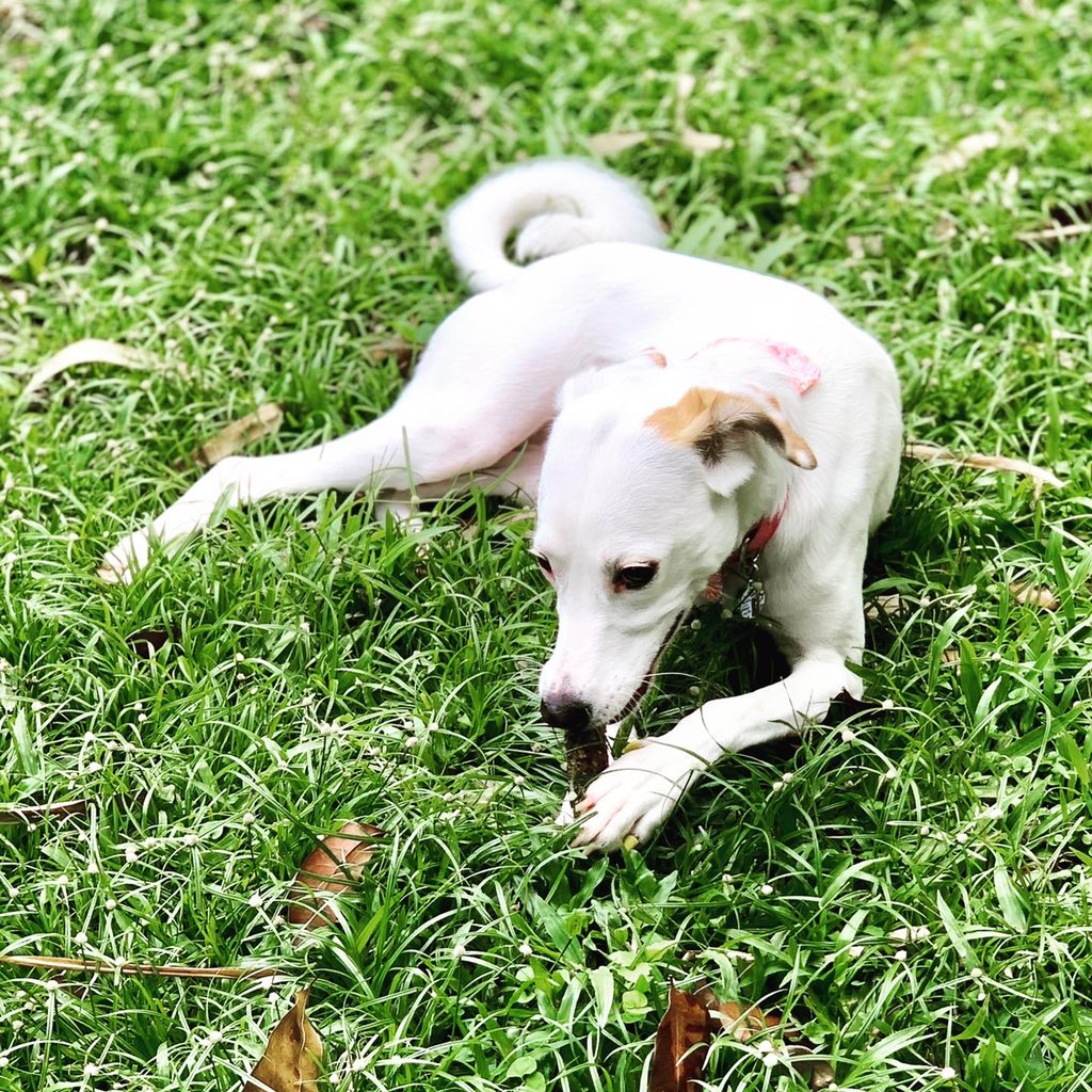 vanemullet's tweet photo. CUARENTENA - Día 16: Hoy es un día precioso... ¡Me encanta la naturaleza y disfrutar al aire libre! 🐾🦴🐶 

#quédateencasa #quedateencasa #quedateentucasa #cachorro #perros #puppy #dog #pet #chiot #chien #sato #mutt #petadoption #adoptdontshop #dogrescue #prdog #dogsofpuertorico https://t.co/SQVaV1z1bm