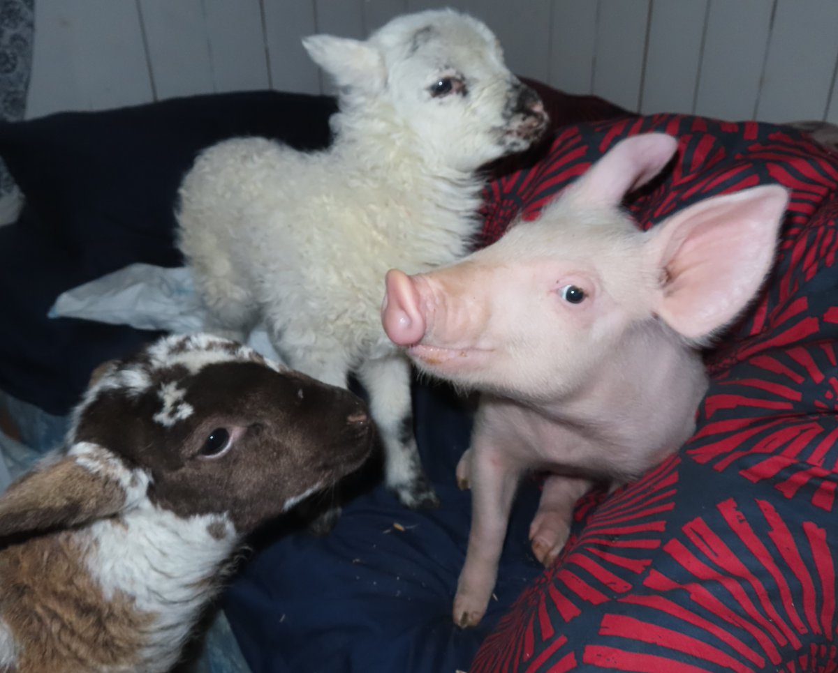 3am milk queue.......