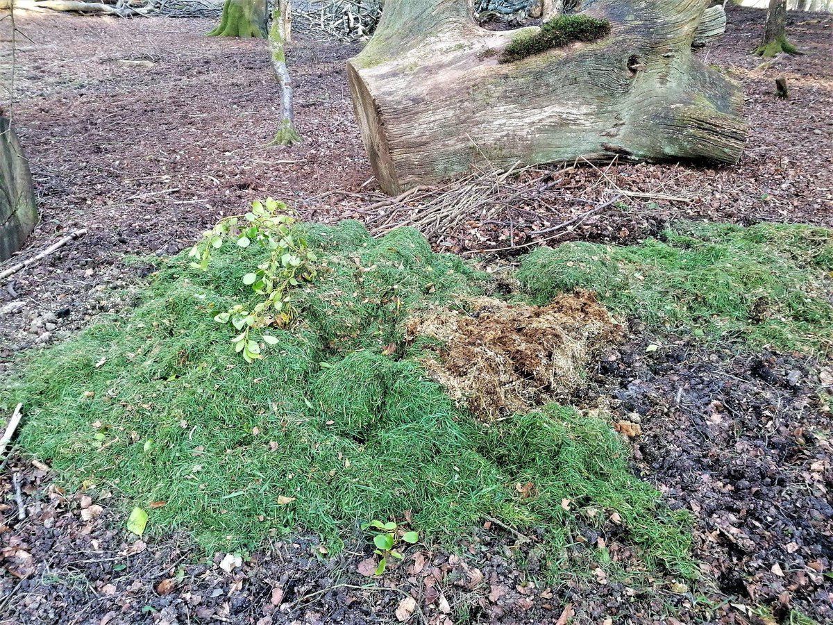 Please 🚫Do not dump your garden waste on the Forest it is deadly ☠️ for all the #livestock 🐴🐮 please help us look after this #special place 🌳🌲 and the animals in it by being #responsible @RealNewForest @NFyoungcommoner @EngNewForest this was found this morning by a #commoner