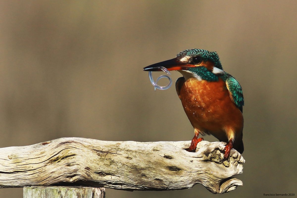 franois29481310's tweet photo. ##canon #wildindiaecotours #birds #birdphotography #birdwatching #wildbird
#NaturePhotography #naturelovers #UnderTheBirdWork #NATURE_WORLD  #wildlifephotography #guardarios https://t.co/vOw1kiLqcL