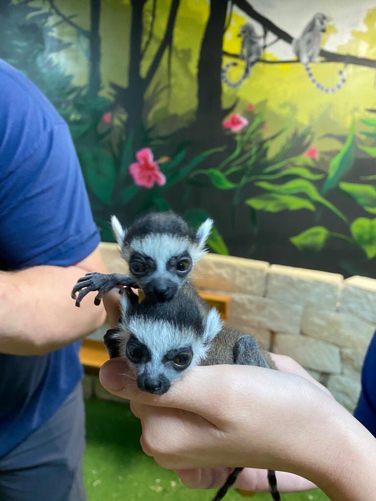 Twins born at Austin Aquarium! ❤️❤️ #ringtailedlemurs #austinaquarium #seatobelieve #interactiveaquarium