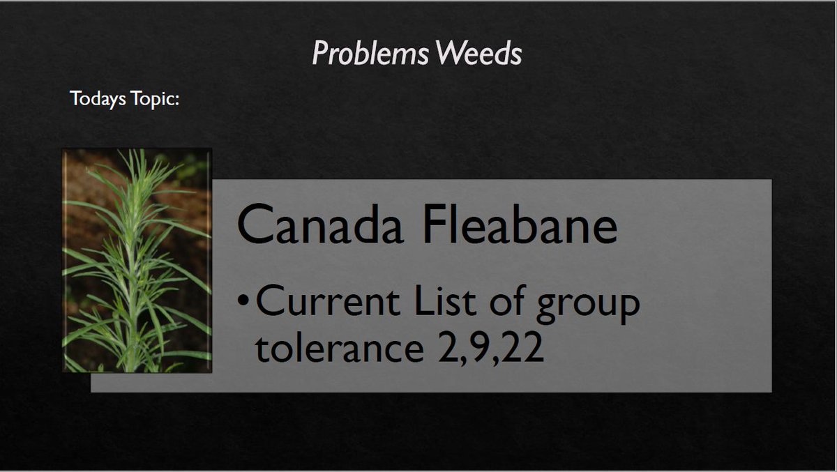 RachelVanRych's tweet photo. Hey Everyone!  To follow up from my last post with herbicide options to use in soybeans to control Canada Fleabane, check out these slides.  Here are some options you can use in corn to control Canada Fleabane: #EssexAgronomy 
@agris_coop @AlexMichinski @ChrisSnip1 @TylerSabelli https://t.co/rRf2sIXfiU