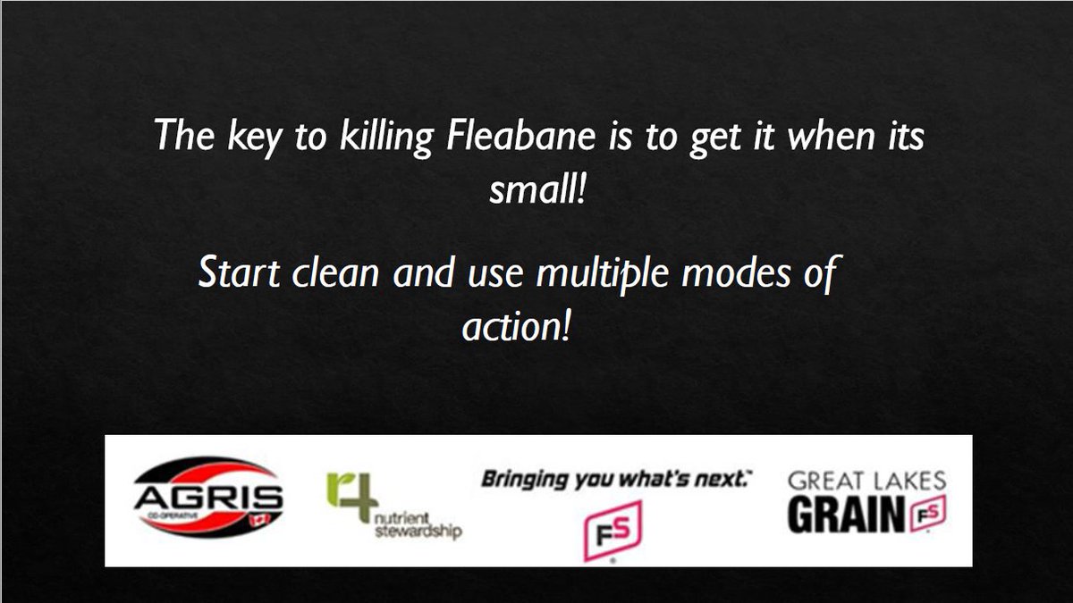 RachelVanRych's tweet photo. Hey Everyone!  To follow up from my last post with herbicide options to use in soybeans to control Canada Fleabane, check out these slides.  Here are some options you can use in corn to control Canada Fleabane: #EssexAgronomy 
@agris_coop @AlexMichinski @ChrisSnip1 @TylerSabelli https://t.co/rRf2sIXfiU
