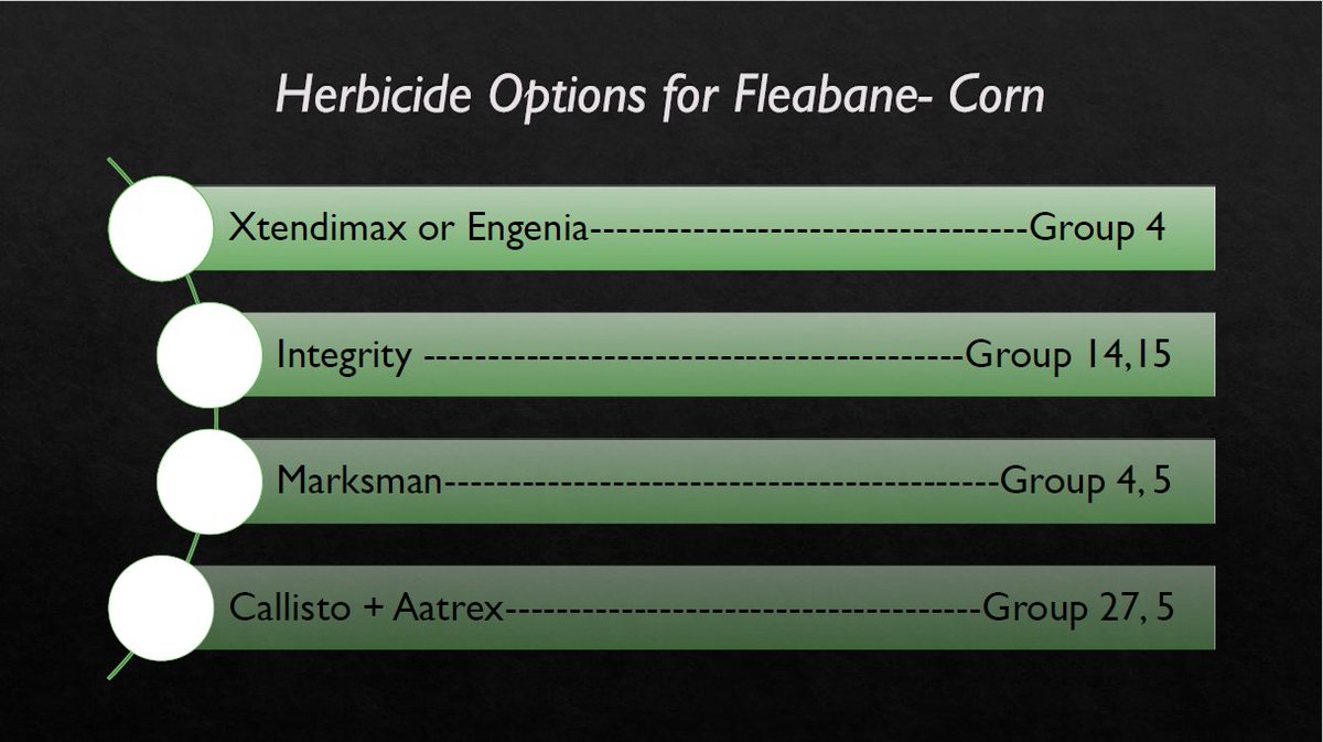 RachelVanRych's tweet photo. Hey Everyone!  To follow up from my last post with herbicide options to use in soybeans to control Canada Fleabane, check out these slides.  Here are some options you can use in corn to control Canada Fleabane: #EssexAgronomy 
@agris_coop @AlexMichinski @ChrisSnip1 @TylerSabelli https://t.co/rRf2sIXfiU