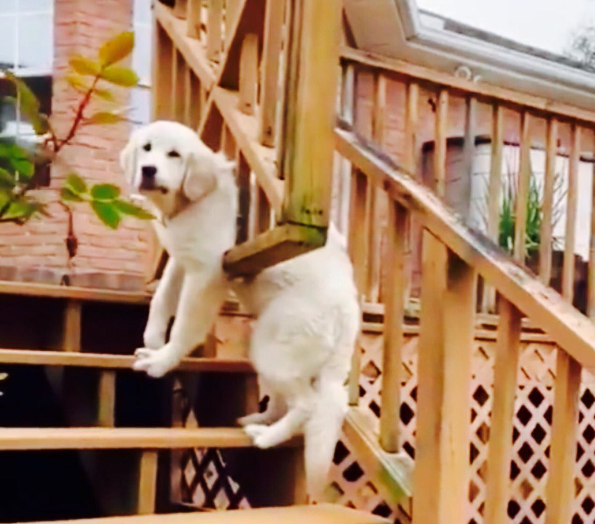 sweetrhythms's tweet image. Okay, you got your funny photo ... now, please get me out!

Pic by #doggosdoingthings
Pic via ⁦⁦@animalsdoing⁩