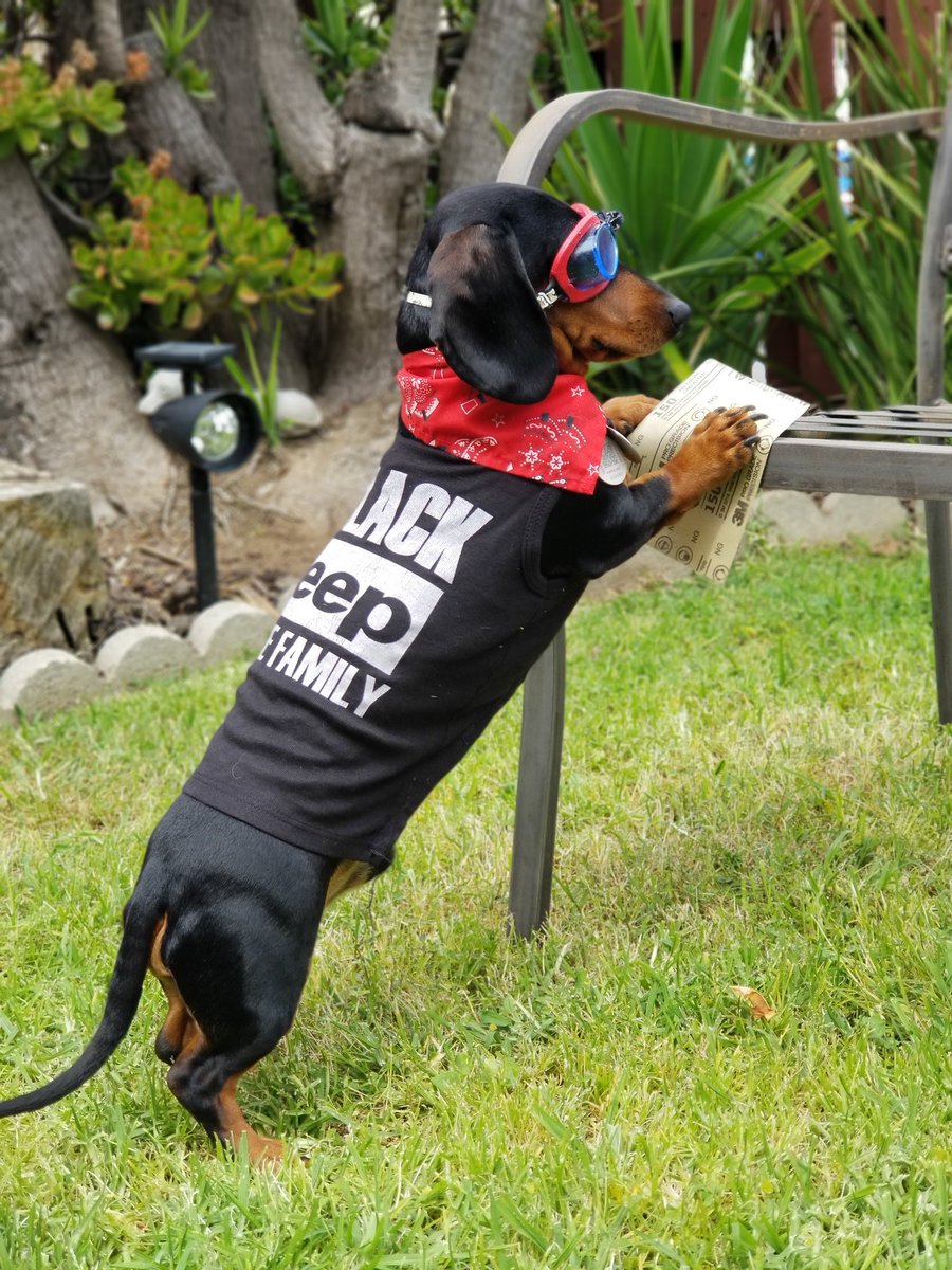 Helping dad sand the chairs. We will give them a new coat tomorrow 
#workingdachshunds #workingdog #dachshund #animalactors #moviestardog #moviedog #HelpingOthers