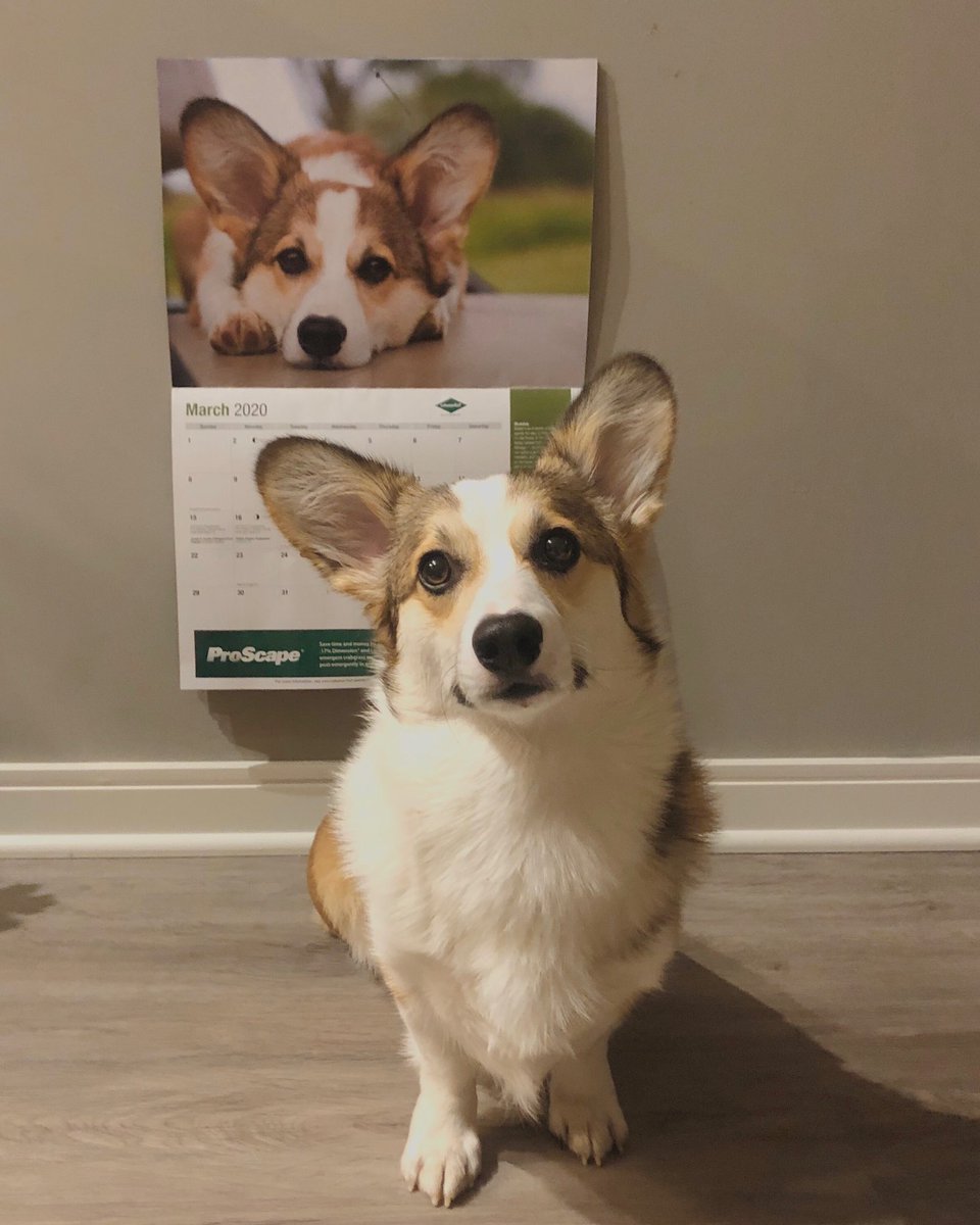 aaronlolbutler's tweet photo. March 2020 wasn’t the month we expected, but Bubba was glad to represent the @LebTurf calendar. We hope that seeing his face on your calendar brought a glimpse of happiness during these crazy times! @DogsOfTurf @GCSAA https://t.co/3KKGgyq1qz