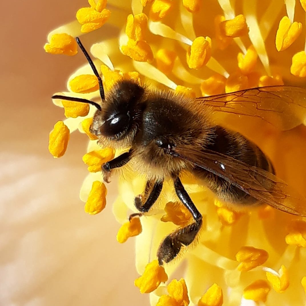 PlantesO's tweet photo. Fleur de printemps Occitanie les abeilles sont de retour 
#fleur #abeilles #Occitanie https://t.co/Obm4qei1kN