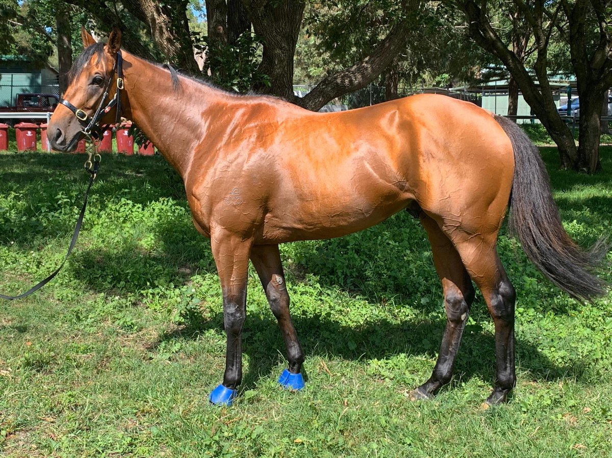 SarahXtra's tweet image. Super Seth pictured yesterday ahead of the G1 Doncaster on Saturday - wish we could be there to cheer you on but will be glued to the tv here in NZ, having a wine and wearing our best Randwick hats - go get ‘em boy ❤️❤️ @FreedmanRacing