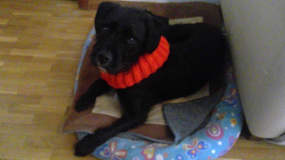 Martssupilami's tweet photo. Le han regalado una bufandita al bicho :) https://t.co/wK0Fc7U5oR