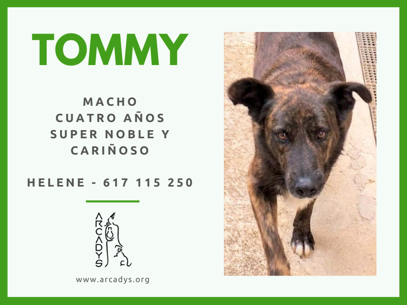 ¿Quieres adoptar a Tommy? ¡¡Corre!! - arcadys.org/quieres-adopta…