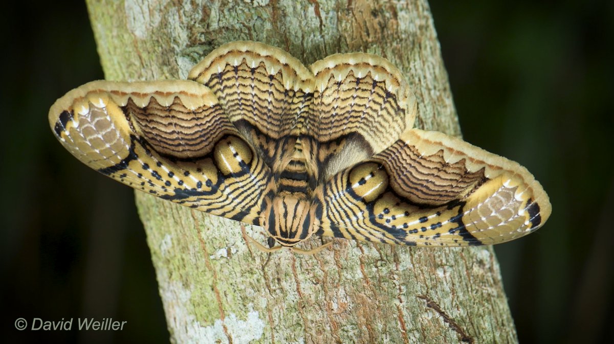 DavidWeiller's tweet photo. Brahmaea Hearseyi moth from the rainforest of Sabah, Borneo, Malaysia.

Watch the Video at https://t.co/OgZ5Aj9vk0

#brahmaeahearseyi #brahmaea #hearseyi #moth #owlmoth #tiger #opticalillusion #lepidoptera #sabah #borneo #malaysia #beast #alien #scarybug #savetherainforest #eyes https://t.co/lHRo38GuTR