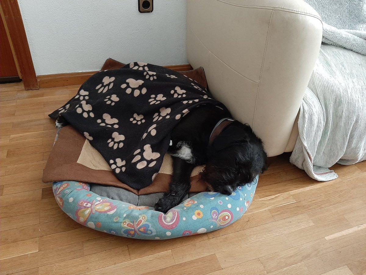 Martssupilami's tweet photo. Es demasiado cute cuando duerme :____) https://t.co/wFsgN4z0xo