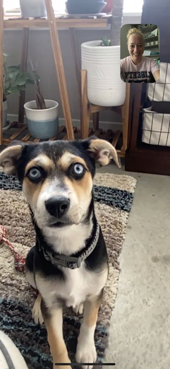 Miss B (@missburnheimer) on Twitter photo I don’t have my own pet, but my brother just adopted the sweetest little puppy. Thanks to technology, I get to check in with her! Meet Winter. She calls Denver her home. #eagleconnection <a href="/pta_liberty/">Liberty PTA 🦅 South Riding, VA</a> I don’t have my own pet, but my brother just adopted the sweetest little puppy. Thanks to technology, I get to check in with her! Meet Winter. She calls Denver her home. #eagleconnection <a href="/pta_liberty/">Liberty PTA 🦅 South Riding, VA</a>