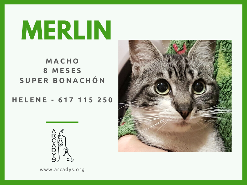 ¡¡Una familia para Merlin!! - arcadys.org/una-familia-pa…