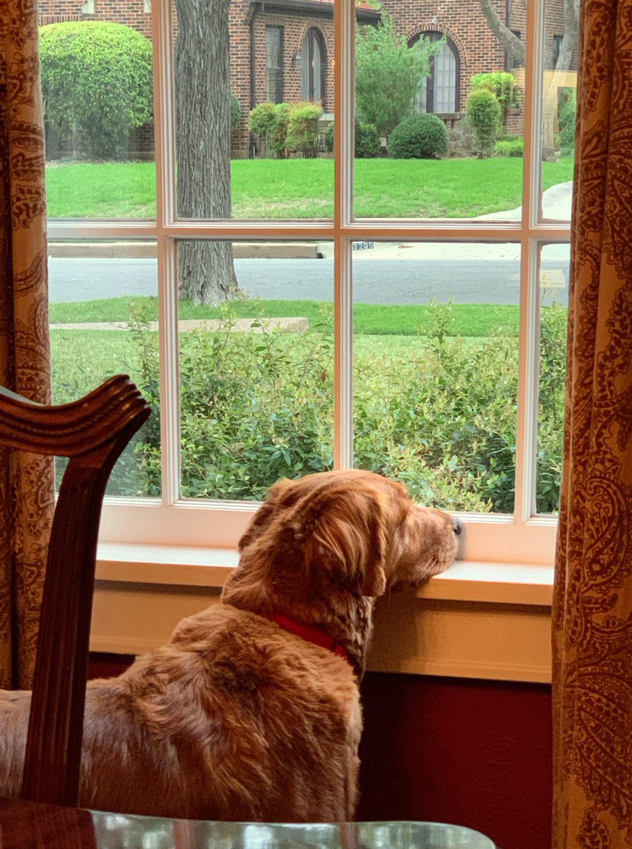 TarrantCountyDA's tweet photo. Our emotional support canine Brady is working from home too. He's keeping a watchful eye on his neighborhood, but isn't #socialdistancing from his squid toy.
#DADog https://t.co/ZlSM408ijz