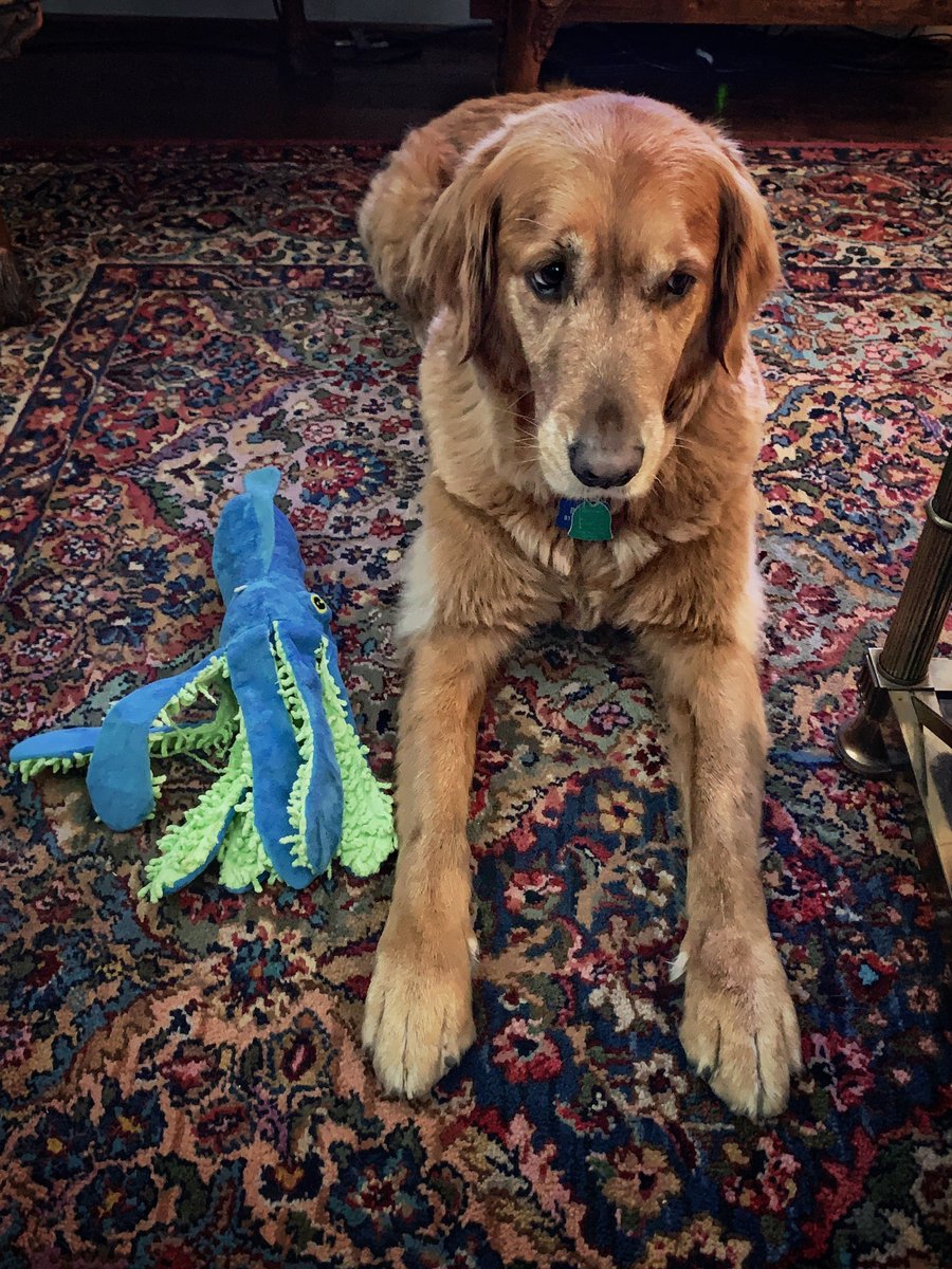 TarrantCountyDA's tweet photo. Our emotional support canine Brady is working from home too. He's keeping a watchful eye on his neighborhood, but isn't #socialdistancing from his squid toy.
#DADog https://t.co/ZlSM408ijz